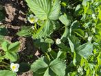 Aarbei planten, Ophalen