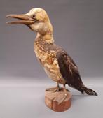 Taxidermie opgezette vogel, Verzamelen, Dierenverzamelingen, Ophalen, Gebruikt, Vogel, Opgezet dier