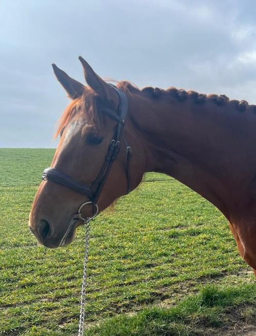 Te koop merrie Emerald vh Ruytershof x Argentinus, Dieren en Toebehoren, Paarden, Merrie, Niet van toepassing, 165 tot 170 cm