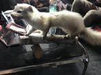 fouine taxidermie, Antiek en Kunst, Ophalen