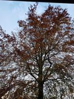 Beuk 150jaar oud, Tuin en Terras, Ophalen
