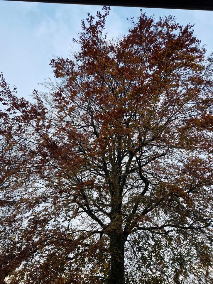 Beuk 150jaar oud, Tuin en Terras, Planten | Bomen, Ophalen