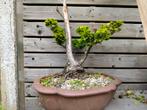 Bonsai, Tuin en Terras, Planten | Bomen, Ophalen