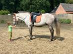 Knappe brave ruin, Dieren en Toebehoren, Paarden, Gechipt, Minder dan 160 cm, Ruin, 3 tot 6 jaar