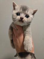 Brits korthaar kittens, Dieren en Toebehoren, Meerdere dieren, Gechipt, 0 tot 2 jaar