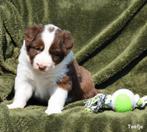 Prachtige bruin-witte Border Collie pupjes, Dieren en Toebehoren, België, CDV (hondenziekte), 8 tot 15 weken, Collie