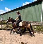 Knappe connemara, Dieren en Toebehoren, Pony's, Merrie, Zadelmak, 3 tot 6 jaar, D pony (1.37m tot 1.48m)