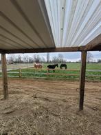 Stalling voor shetlander/pony in kudde verband, 1 cheval ou poney, Mise à l'étable