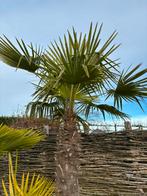 Palmboom Trachycarpus Fortunei aan -50%, Jardin & Terrasse, Plantes | Arbres, Enlèvement, Palmier