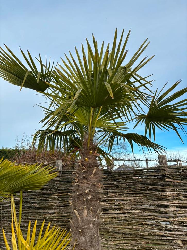 Palmboom Trachycarpus Fortunei aan -50%, Jardin & Terrasse, Plantes | Arbres, Palmier, Enlèvement