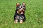 Chiots Yorkshire Terrier à vendre, Animaux & Accessoires, Parvovirose, Plusieurs, Yorkshire Terrier, Belgique