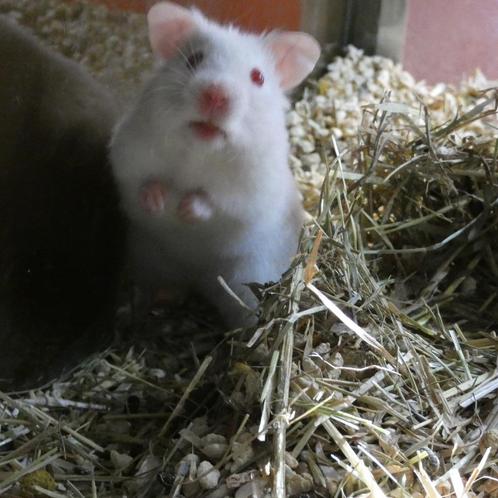 Hamster (Hamster nain et doré) - à vendre, Animaux & Accessoires, Rongeurs, Plusieurs animaux, Hamster