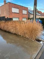 Siergrassen, Ophalen, Vaste plant, Siergrassen, Volle zon