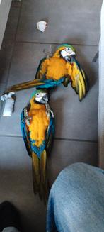 Tamme Blauwgele ara jongen, Dieren en Toebehoren, Vrouwelijk, Geringd