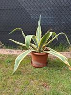 Honderdjarige aloe 17 j oud, Tuin en Terras, Planten | Tuinplanten, Ophalen