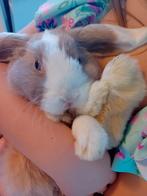 Twee kleine konijnenbroertjes, Dieren en Toebehoren, Konijnen