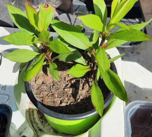 Aster plantje, Tuin en Terras, Planten | Tuinplanten, Vaste plant, Overige soorten, Halfschaduw, Ophalen