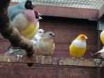 Gouldamadine poppen, Dieren en Toebehoren, Vogels | Overige Vogels