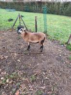 Prachtige Barbados Blackbelly ooi "Dolly", Dieren en Toebehoren, Schapen, Geiten en Varkens