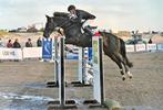 Paard, Dieren en Toebehoren, Paarden, Merrie, Springpaard, Z, Gechipt