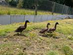 Trio eenden, Meerdere dieren, Eend