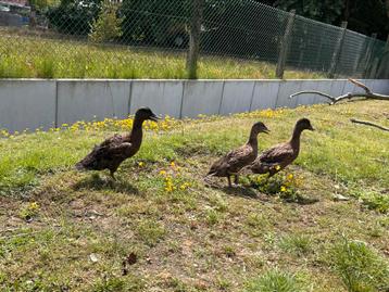 Trio eenden, Plusieurs animaux, Canard