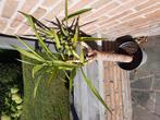 Yucca kneus, Ophalen, Yucca