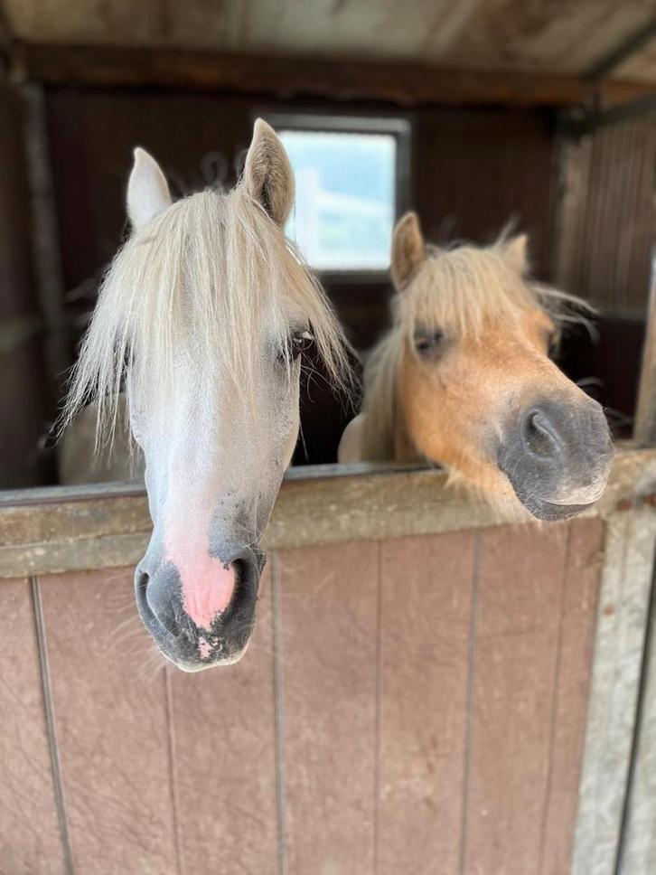 Pony gezocht, Dieren en Toebehoren, Paarden en Pony's | Overige Paardenspullen, Ophalen of Verzenden