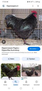 australorp hanen 15 per stuk, Dieren en Toebehoren