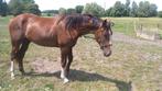 super zangersheide 2 j hengst, Dieren en Toebehoren, Paarden, Springpaard, 0 tot 2 jaar, Hengst, Onbeleerd