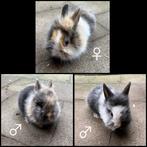 Dwergkonijntje leeuwenkopjes, Dieren en Toebehoren