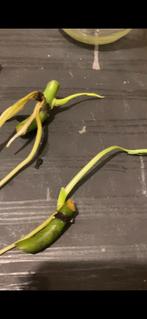 Monstera boutures, Tuin en Terras, Planten | Fruitbomen