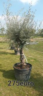 Olijfbomen olea europaea!, Ophalen