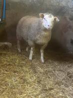 Texel ramlammeren te koop, Dieren en Toebehoren, Mannelijk, Schaap