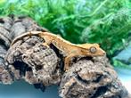 Wimpergekko baby (poss) vrouw, Dieren en Toebehoren