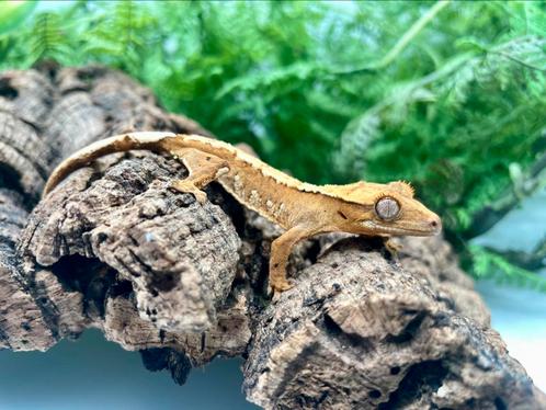 Wimpergekko baby (poss) vrouw, Dieren en Toebehoren, Reptielen en Amfibieën
