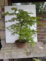 Japanse esdoorn bonsai, Tuin en Terras, Ophalen