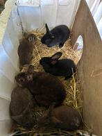 Rex konijn met haar 5 kleintjes, Dieren en Toebehoren, Konijnen, Meerdere dieren, Klein, 0 tot 2 jaar