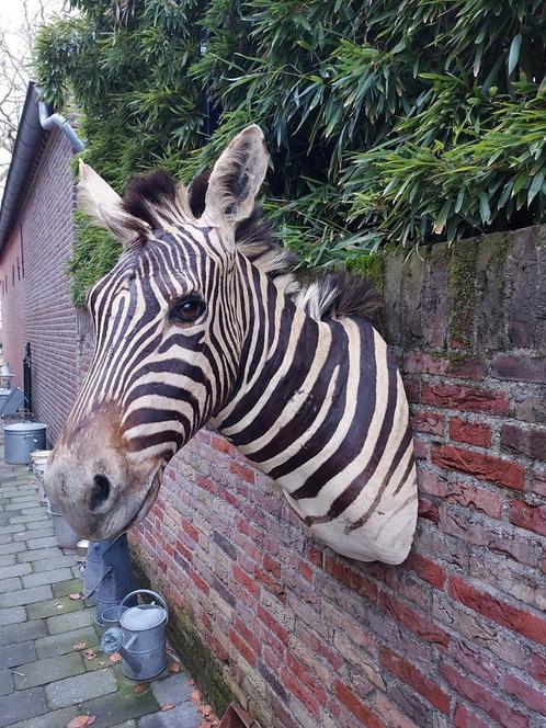 Tête en peluche : zèbre, taxidermie, Afrique, crâne, cerf, b, Collections, Collections Animaux, Bois ou Tête, Animal sauvage, Enlèvement