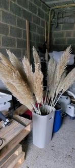 Pampas à vendre, Huis en Inrichting, Woonaccessoires | Droogbloemen, Ophalen, Nieuw