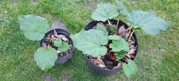 rabarber (plantjes) beschikbaar voor biedingen