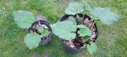 rabarber (plantjes), Tuin en Terras, Planten | Tuinplanten, Vaste plant, Fruitplanten, Ophalen