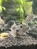 Corydoras léopard à l'unité, Dieren en Toebehoren, Vissen | Aquariumvissen, Vis, Zoetwatervis