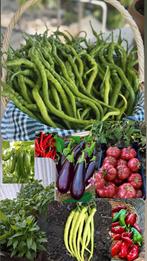 Peper planten, Tuin en Terras, Ophalen