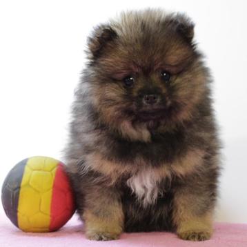 Dwergkees (teefje) Belgische pup te koop, België, CDV (hondenziekte), 8 tot 15 weken, Teef