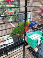Lori papegaai, Dieren en Toebehoren, Vogels | Parkieten en Papegaaien, Papegaai