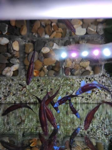 Aquarium met 25 volwassen Rainbow chiners. beschikbaar voor biedingen