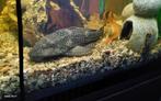 L nummer 001 pterygopluhthys joselimaramus, Dieren en Toebehoren, Vissen | Aquariumvissen, Overige typen, Zoetwatervis