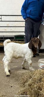 Boergeit bok, Dieren en Toebehoren, Schapen, Geiten en Varkens