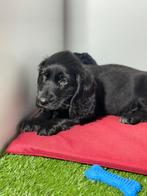 Engelse cocker reutje, Dieren en Toebehoren, België, Reu, CDV (hondenziekte), 8 tot 15 weken
